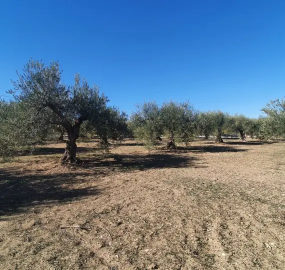 Venta de parcela residencial en Alhaurín el Grande