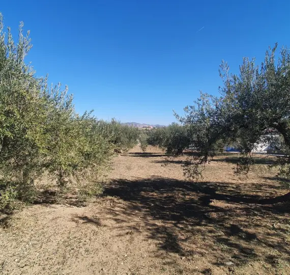 Venta de parcela residencial en Alhaurín el Grande