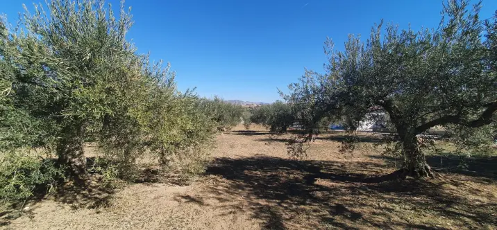 Venta de parcela residencial en Alhaurín el Grande 4