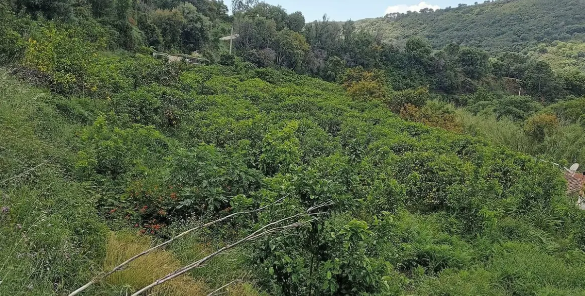 Продажа  жилого участка в Estepona 2