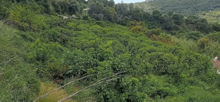 Venta de parcela residencial en Estepona 1