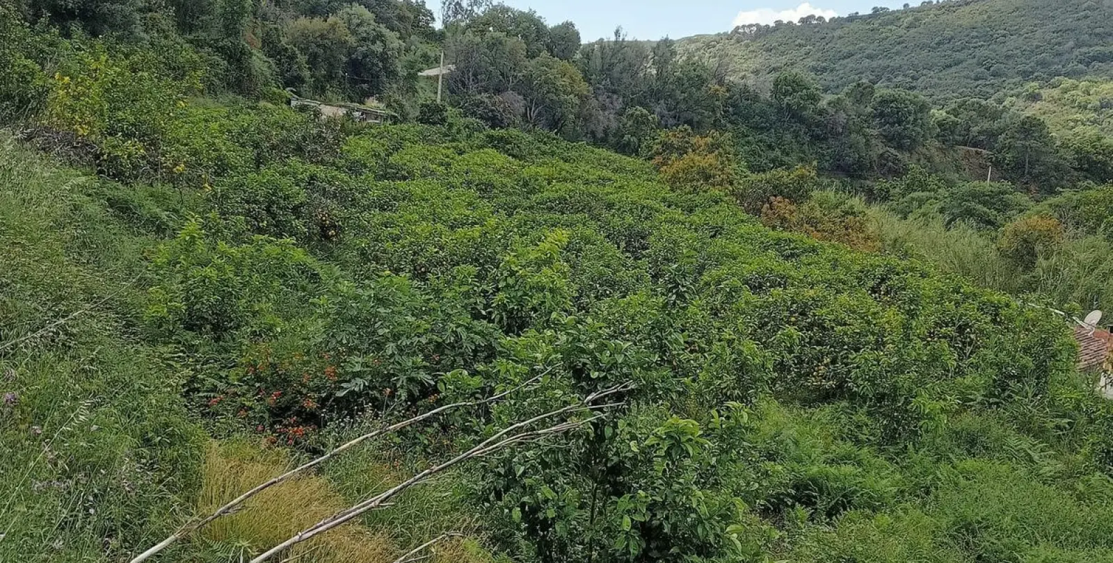 Sale of residential plot in Estepona 3