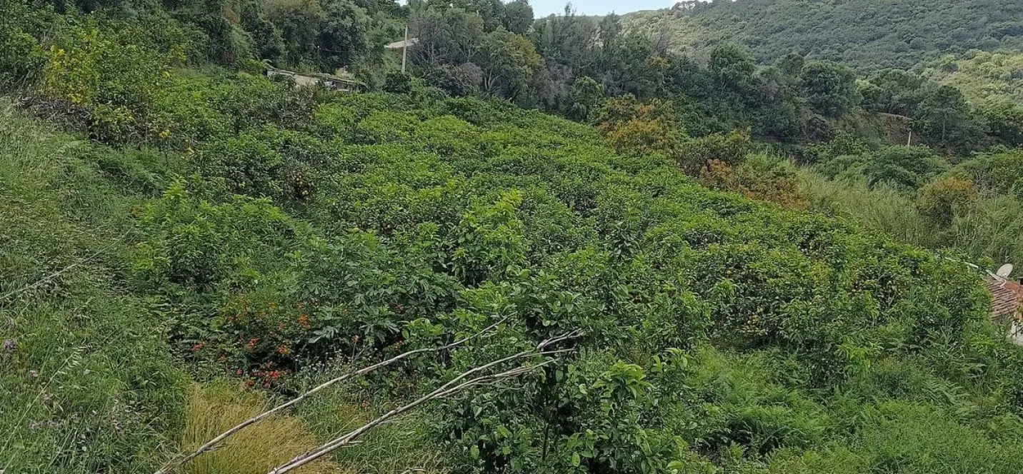 Sale of residential plot in Estepona 2