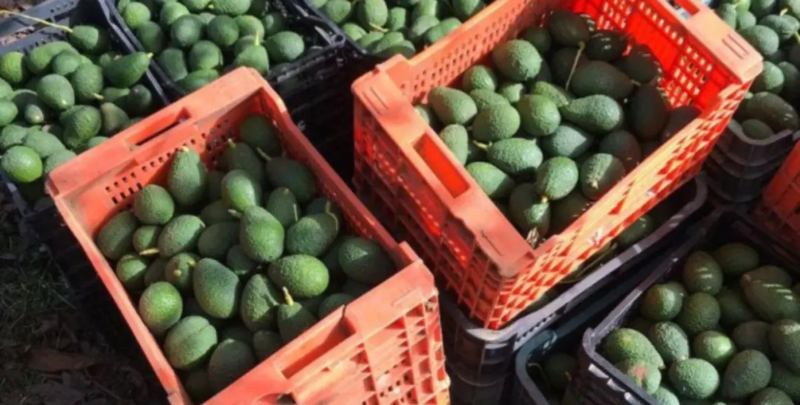 Продажа финки в Estepona 13