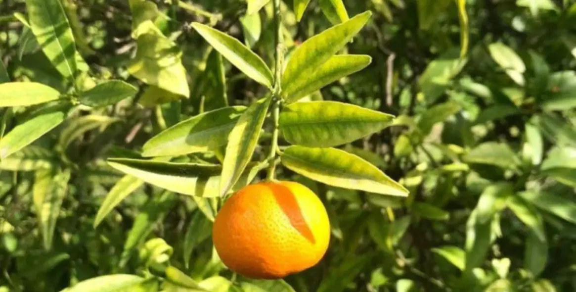 Продажа финки в Estepona 14