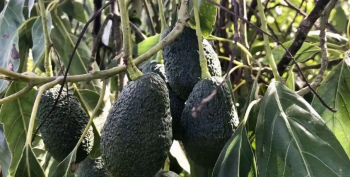 Продажа финки в Estepona 15