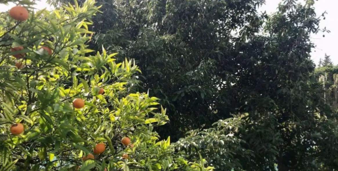 Продажа финки в Estepona 16