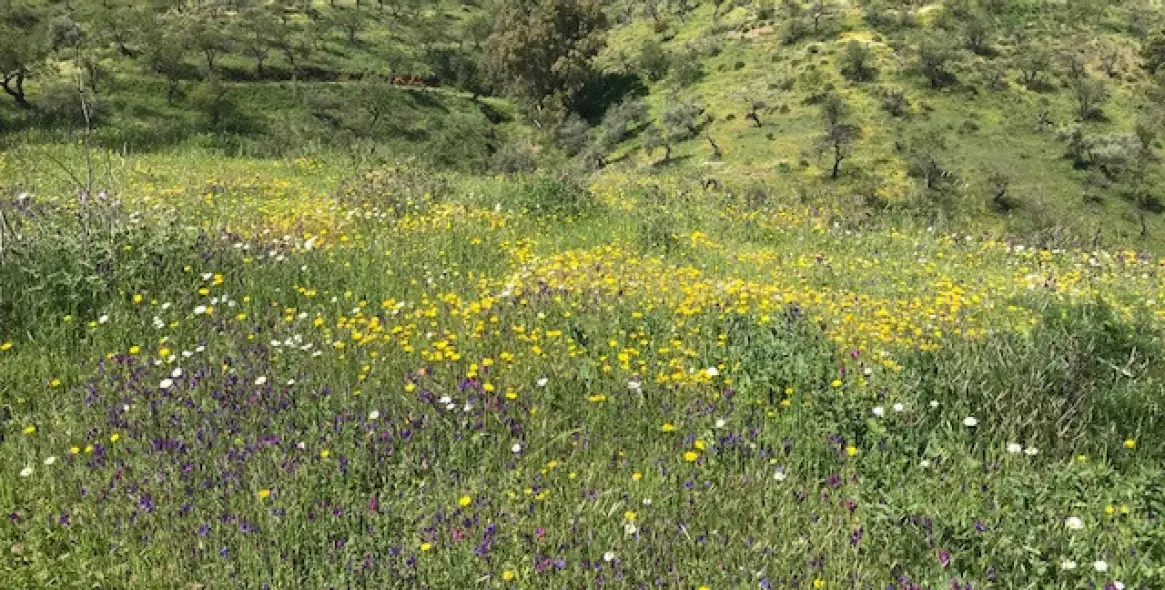 Sale of residential plot in Casabermeja 17