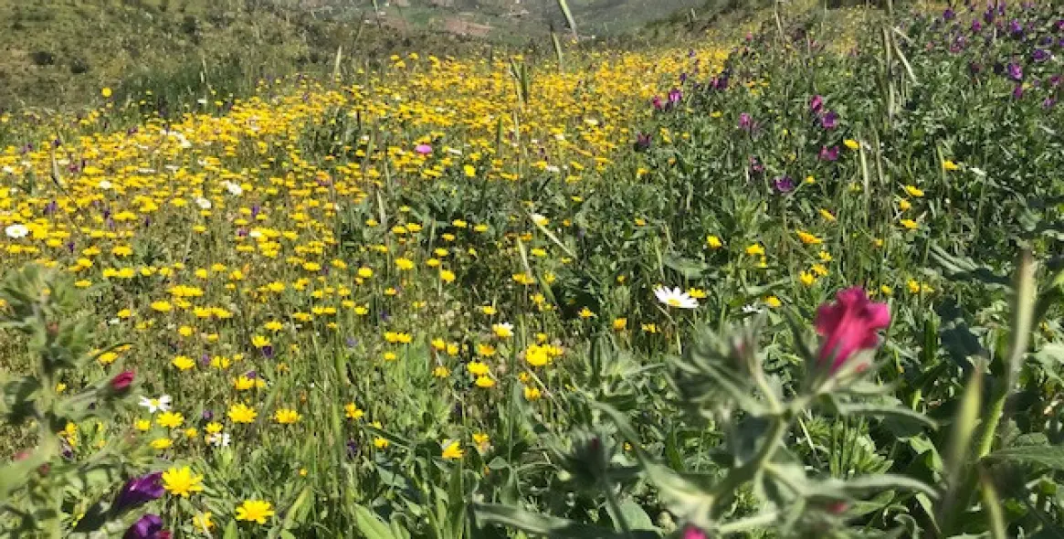 Sale of residential plot in Casabermeja 18