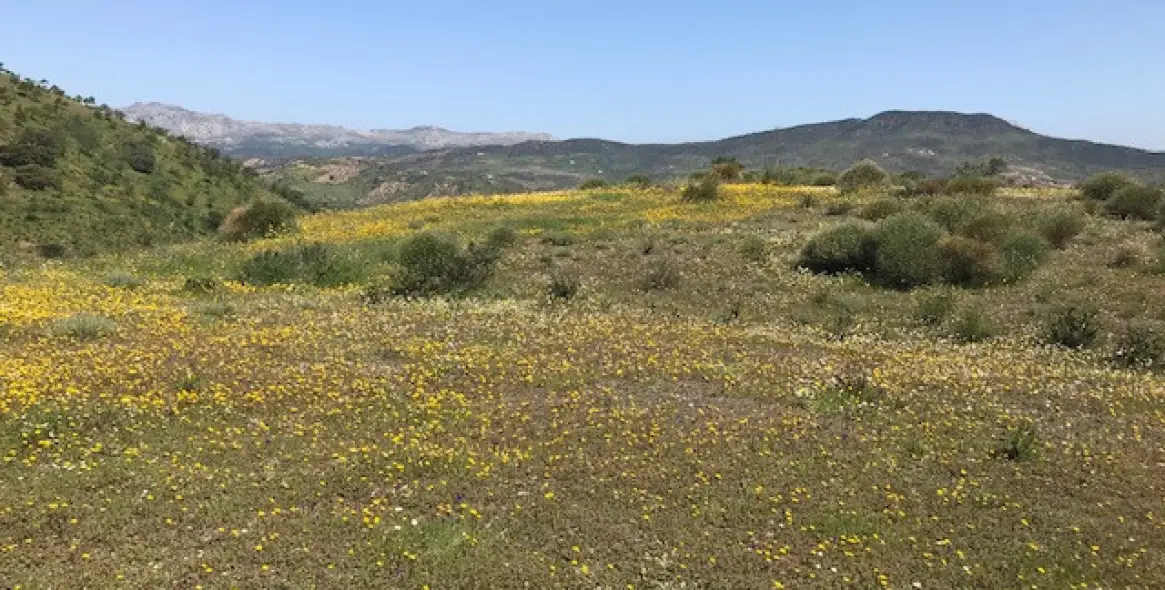 Sale of residential plot in Casabermeja 19