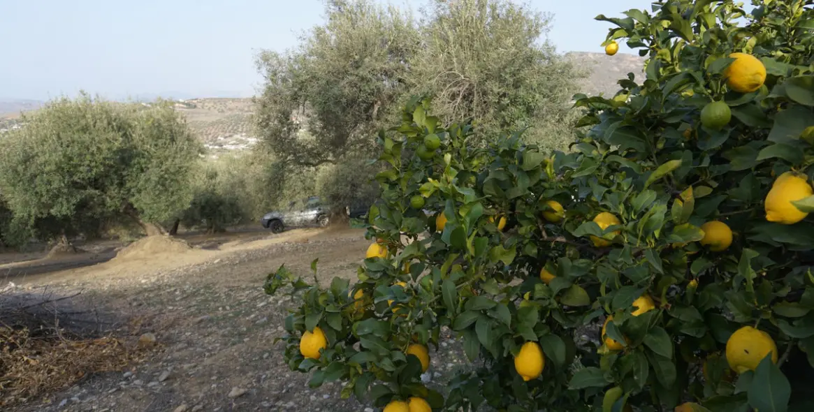 Sale of finca - cortijo in Alcaucín 7