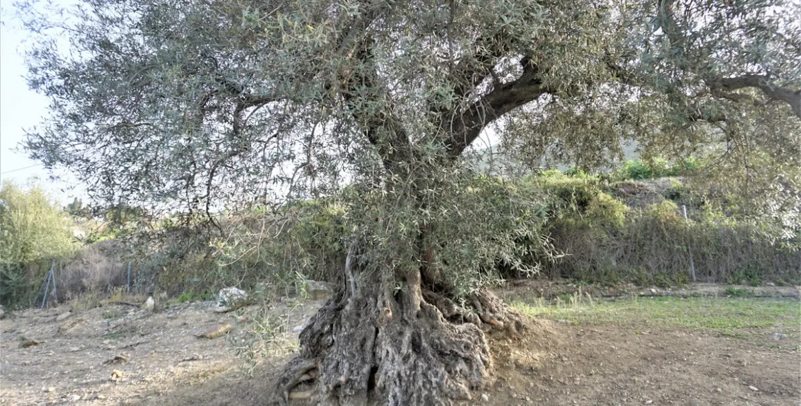 Sale of finca - cortijo in Alcaucín 11