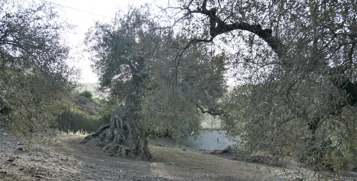 Sale of finca - cortijo in Alcaucín 37