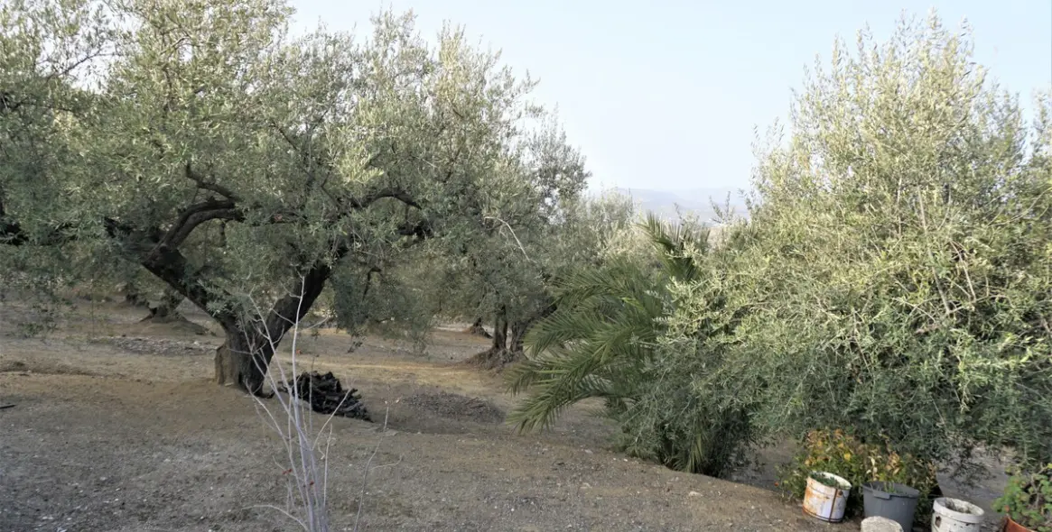 Sale of finca - cortijo in Alcaucín 38