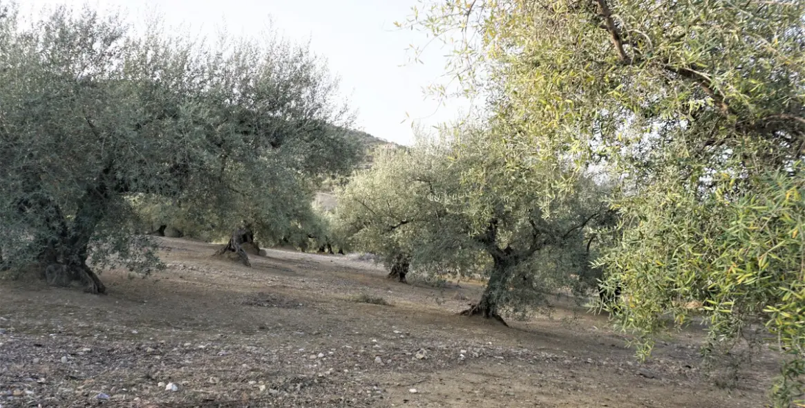 Sale of finca - cortijo in Alcaucín 39