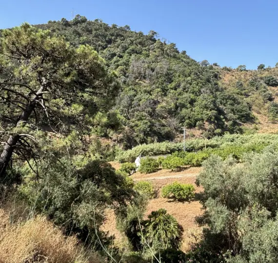 Venta de parcela residencial en El Padron