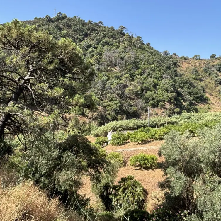 Sale of residential plot in El Padron