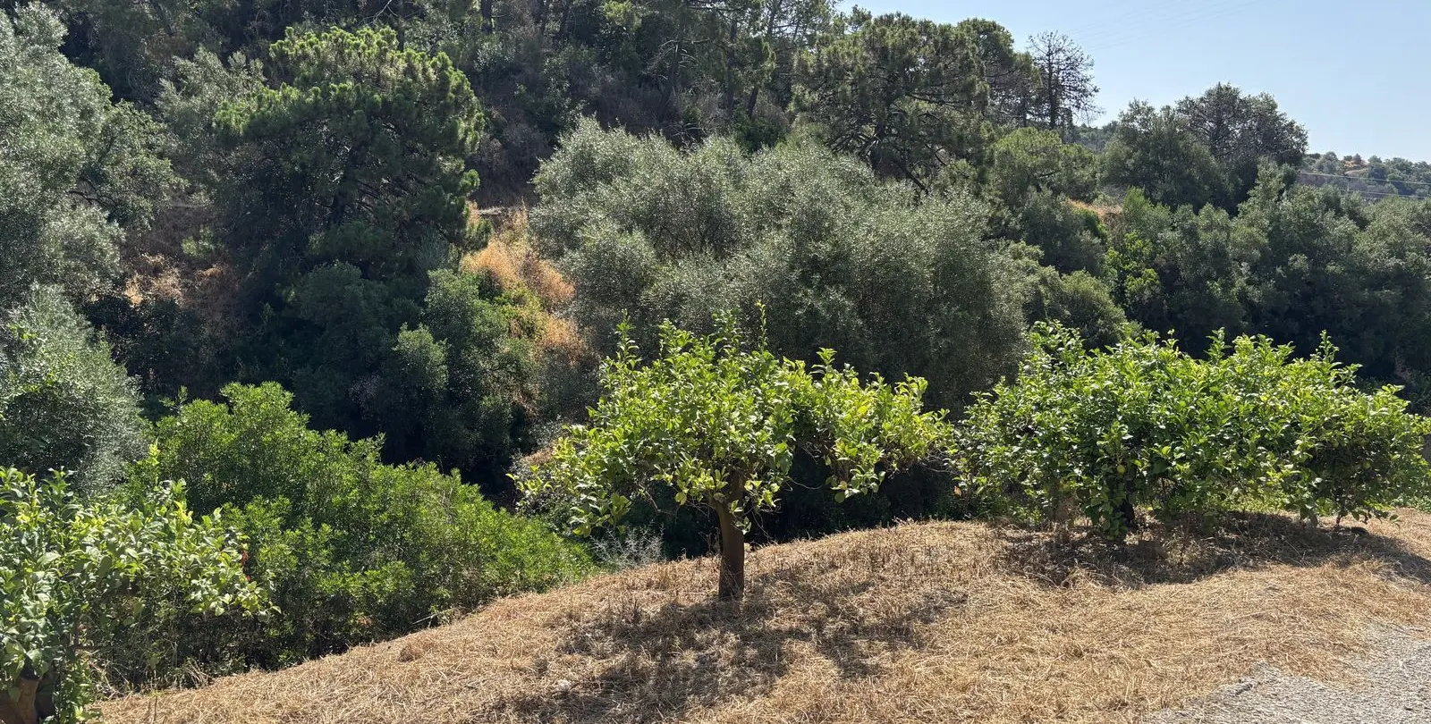 Sale of residential plot in El Padron 18