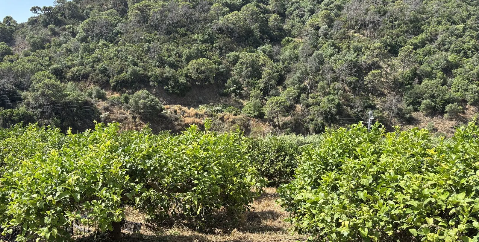 Sale of residential plot in El Padron 19