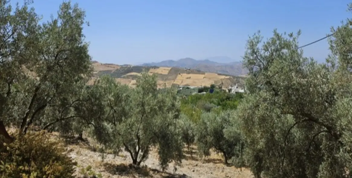Sale of finca - cortijo in Villanueva De La Concepcion 16