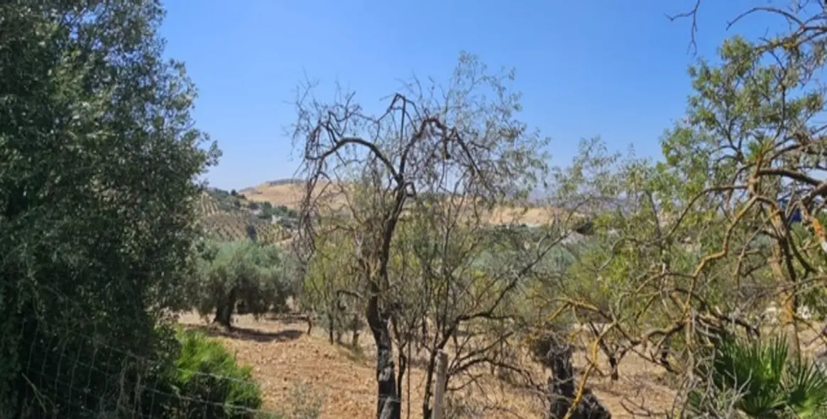 Sale of finca - cortijo in Villanueva De La Concepcion 20