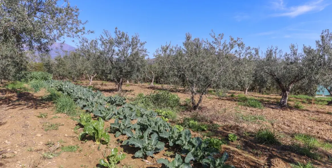 Продажа  отдельно стоящей виллы в Guaro 65