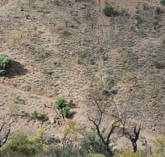 Sale of finca - cortijo in Guaro