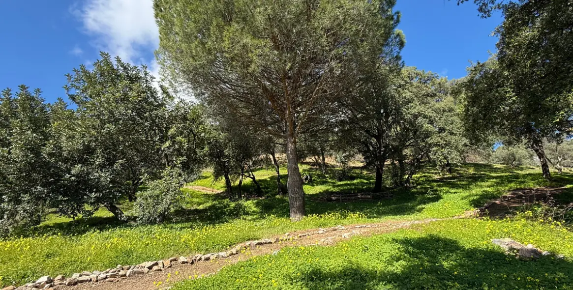Sale of residential plot in Casares 1
