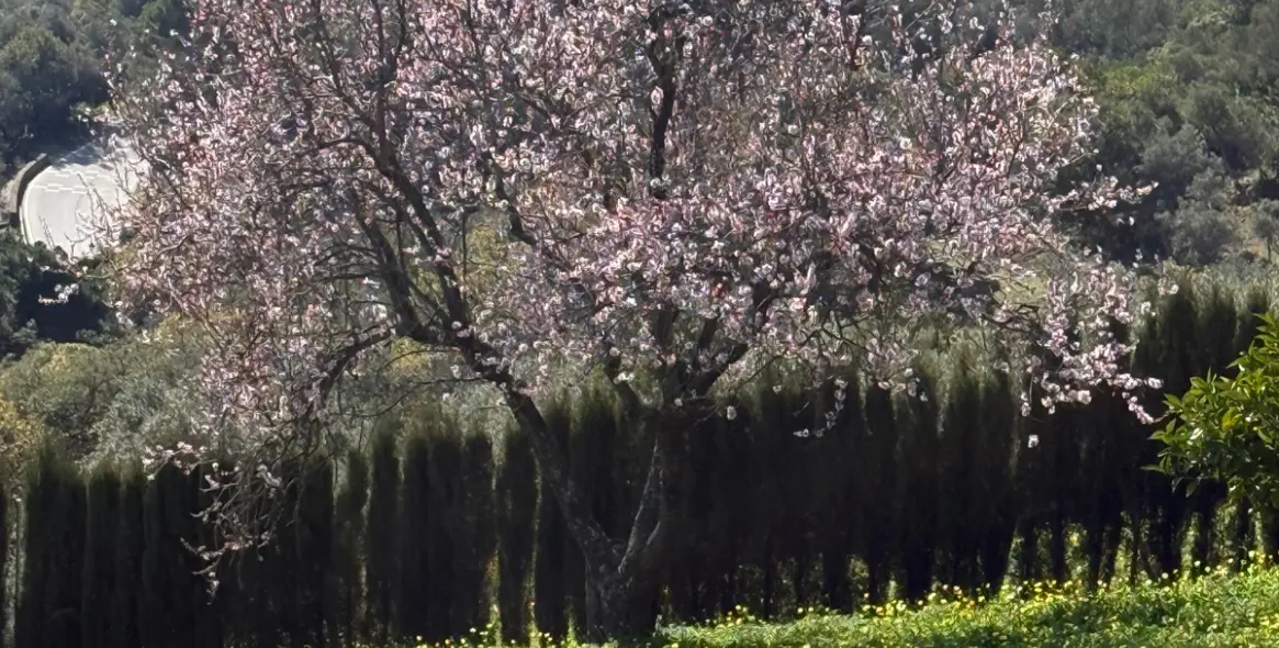 Sale of residential plot in Casares 3