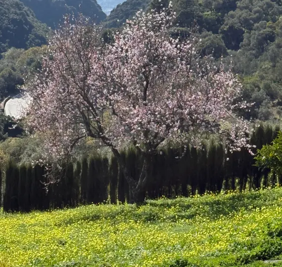 Venta de parcela residencial en Casares