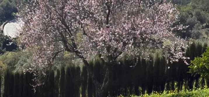 Venta de parcela residencial en Casares 2