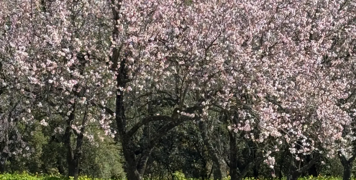 Sale of residential plot in Casares 4