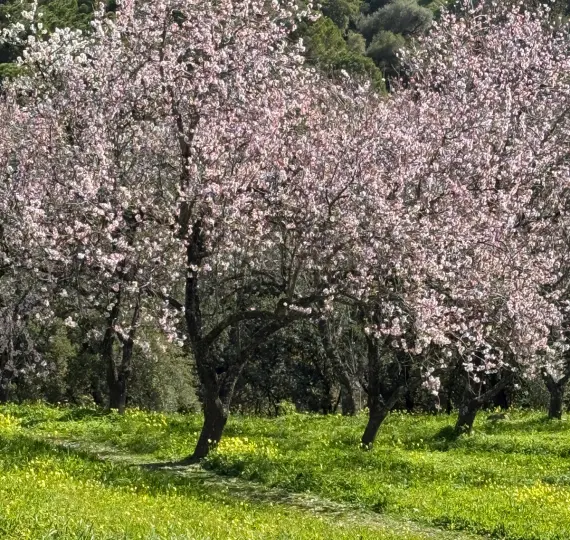 Venta de parcela residencial en Casares