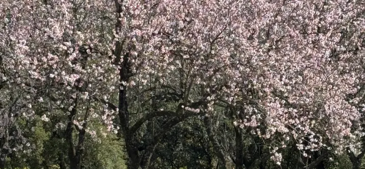 Venta de parcela residencial en Casares 3