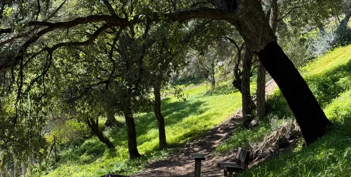 Sale of residential plot in Casares 5