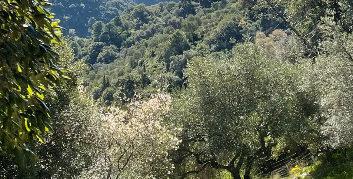 Sale of residential plot in Casares 7