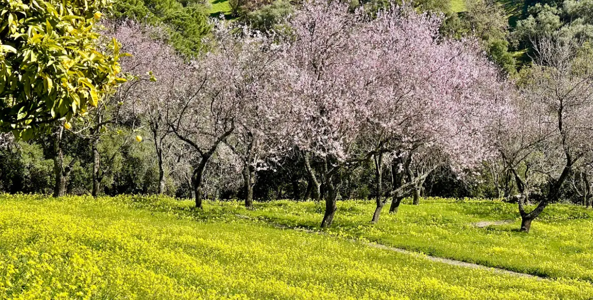 Sale of residential plot in Casares 9