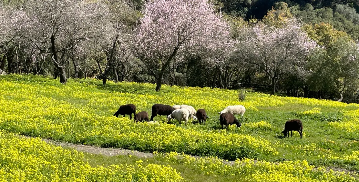 Sale of residential plot in Casares 11
