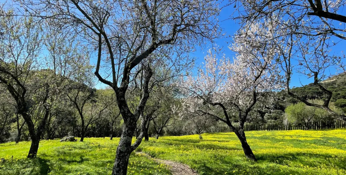 Sale of residential plot in Casares 12