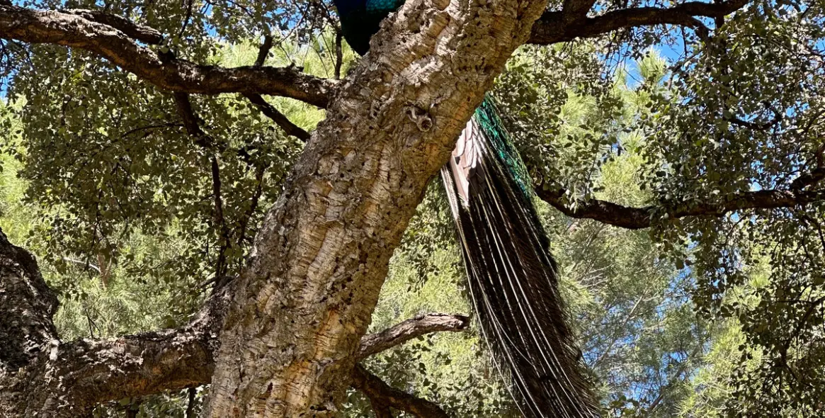 Sale of residential plot in Casares 14