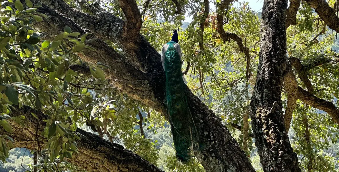 Sale of residential plot in Casares 15