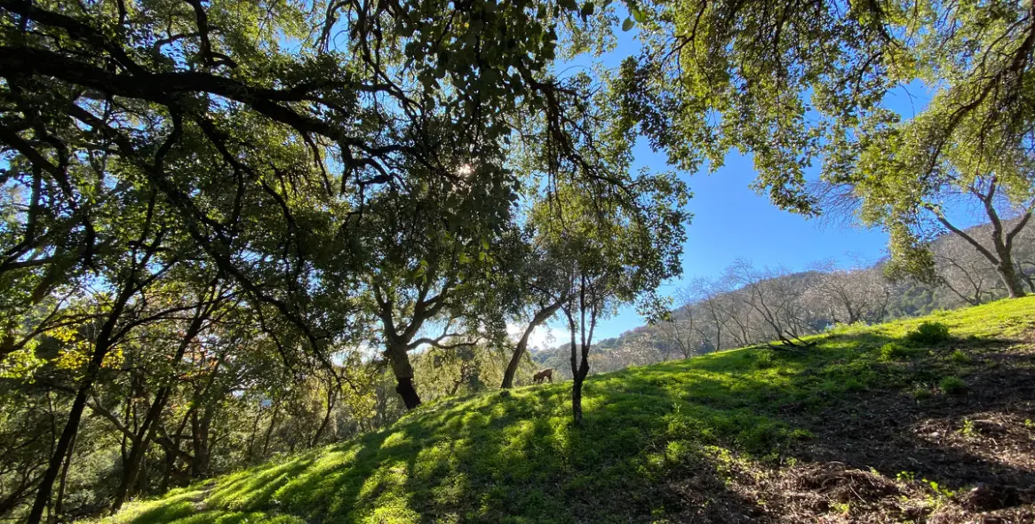 Sale of residential plot in Casares 16