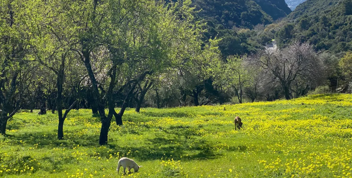 Sale of residential plot in Casares 18