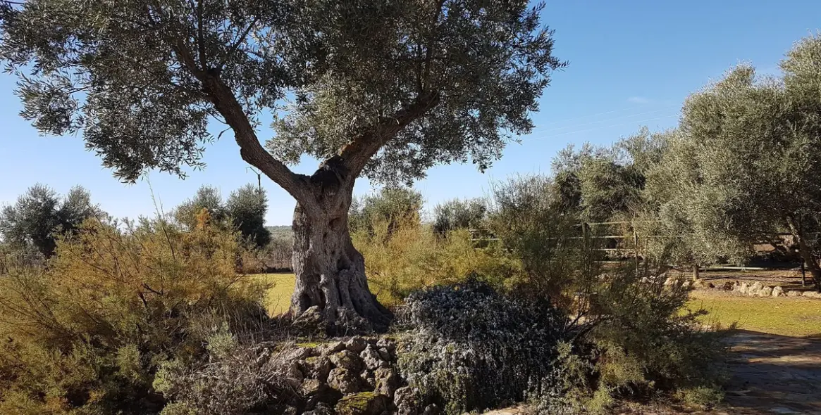 Sale of detached villa in Antequera 14