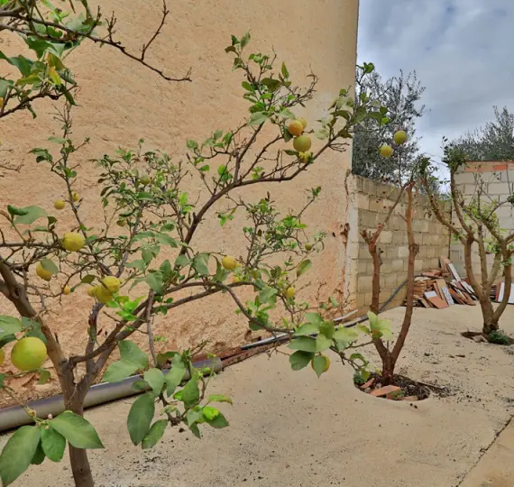 Sale of finca - cortijo in Alfarnatejo