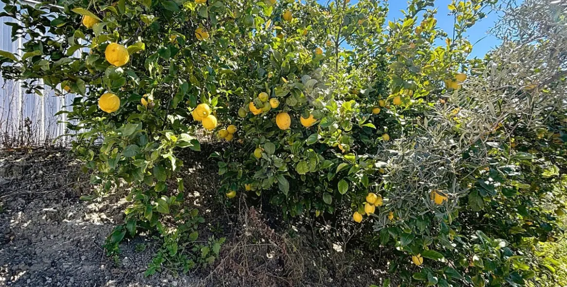 Sale of semi-detached house in Cómpeta 50