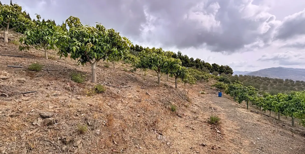 Venta de finca - cortijo en Vélez-Málaga 43