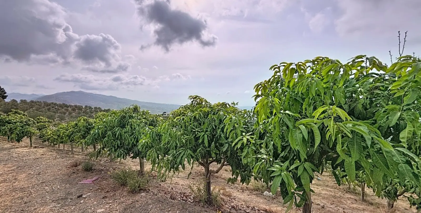Продажа финки в Vélez-Málaga 42