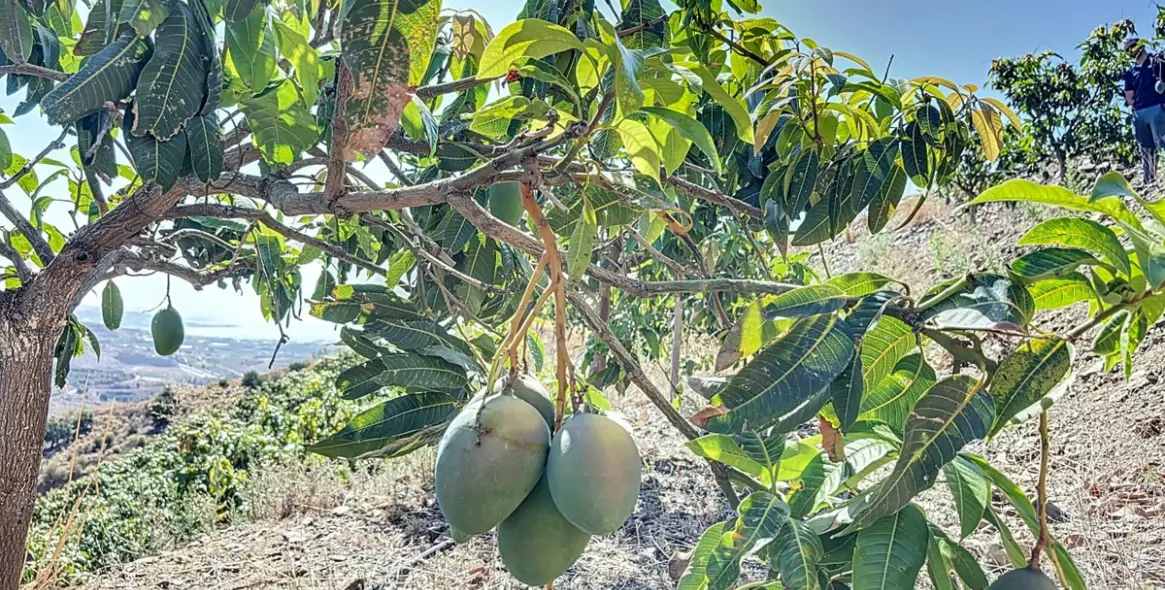 Продажа  жилого участка в Cajíz 1