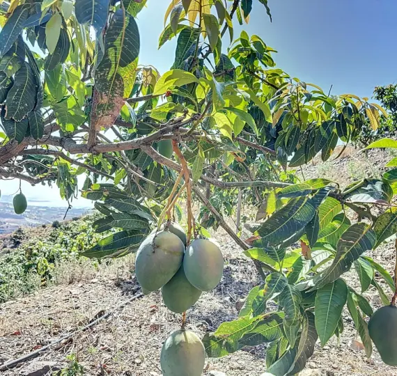 Venta de parcela residencial en Cajíz